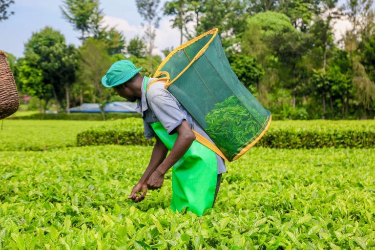 Farmers picking tea
