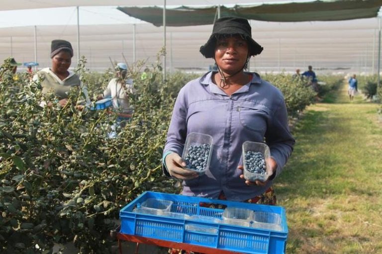 A farmer shows freshly harvested blueberries in Mashonaland West Province, Zimbabwe on Sept. 18, 2025.