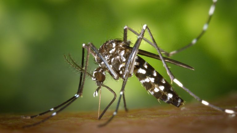 Mosquito’s Buzz