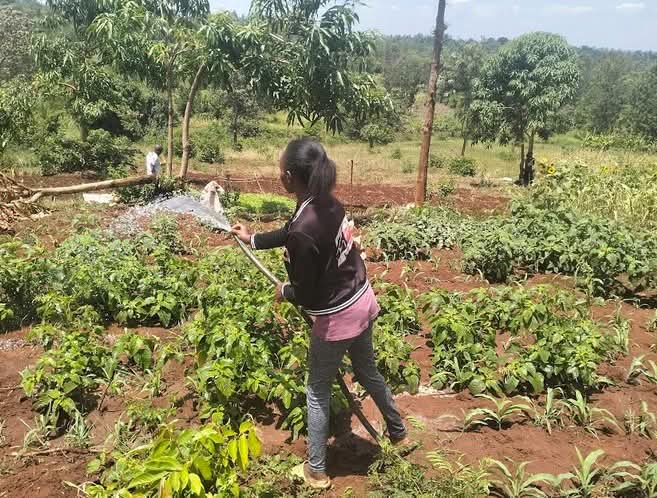 A farmer irrigating her crops.