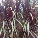 Australian Red Napier Grass