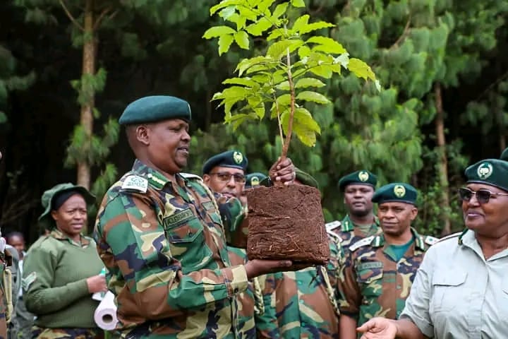 Chief Conservator of Forests Alex Lemarkoko holding a seedling at Uplands forest in Kiambu county.