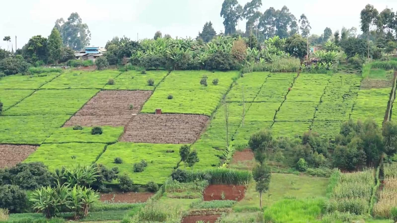 Murang’a Tea Farmers Lament Over Low Bonus