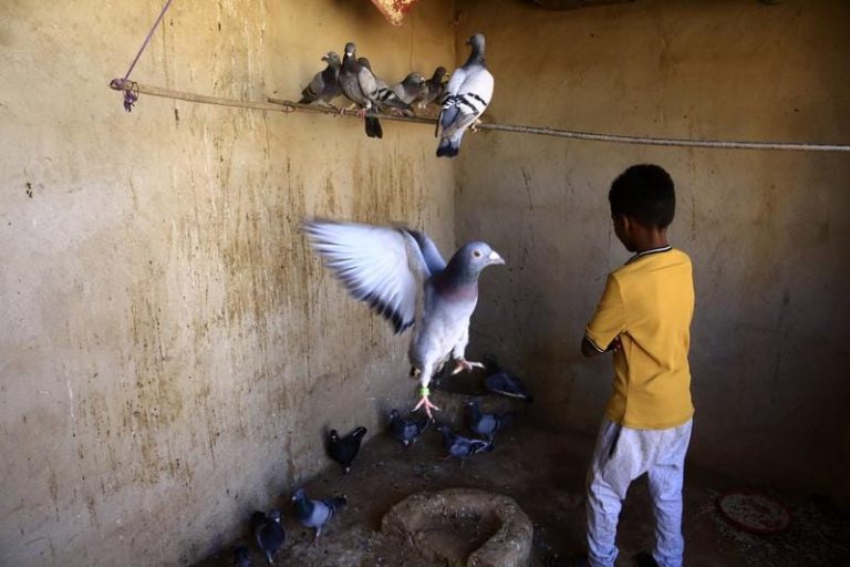 Photo taken on Nov. 20, 2025 in the Um Dawan Ban area, east of the Sudanese capital Khartoum