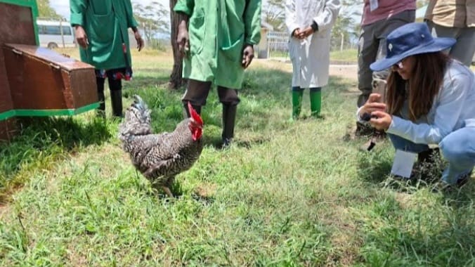 Researchers admiring a chicken.