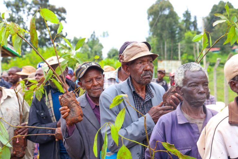 Farmers from Karima ward with some of the Avocado fruit seedlings they received from their MP Wambugu Wainaina.
