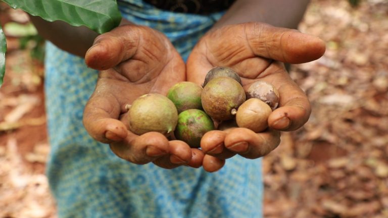 Macadamia nuts