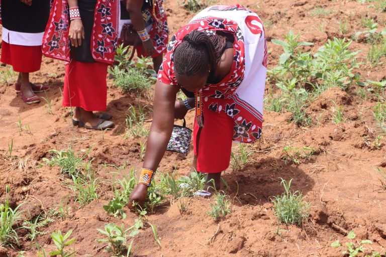 A community-led tree-planting initiative