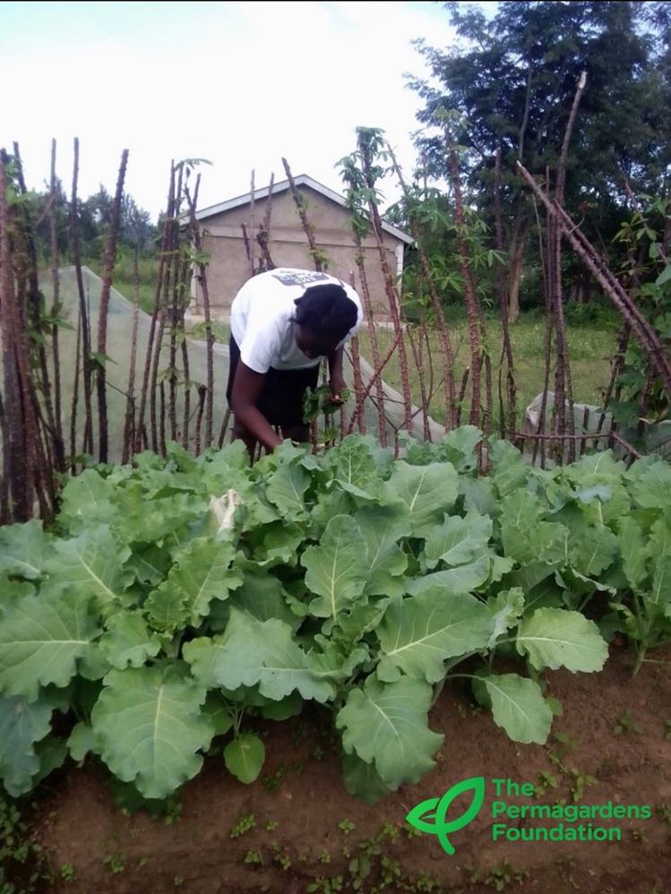 Fresh vegetables, grown at home in Rwanda.