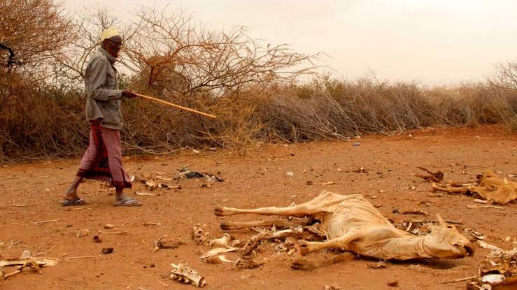 Kenyans are going hungry