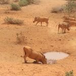 Drought in savanna areas