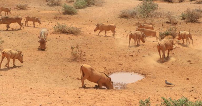 Drought in savanna areas
