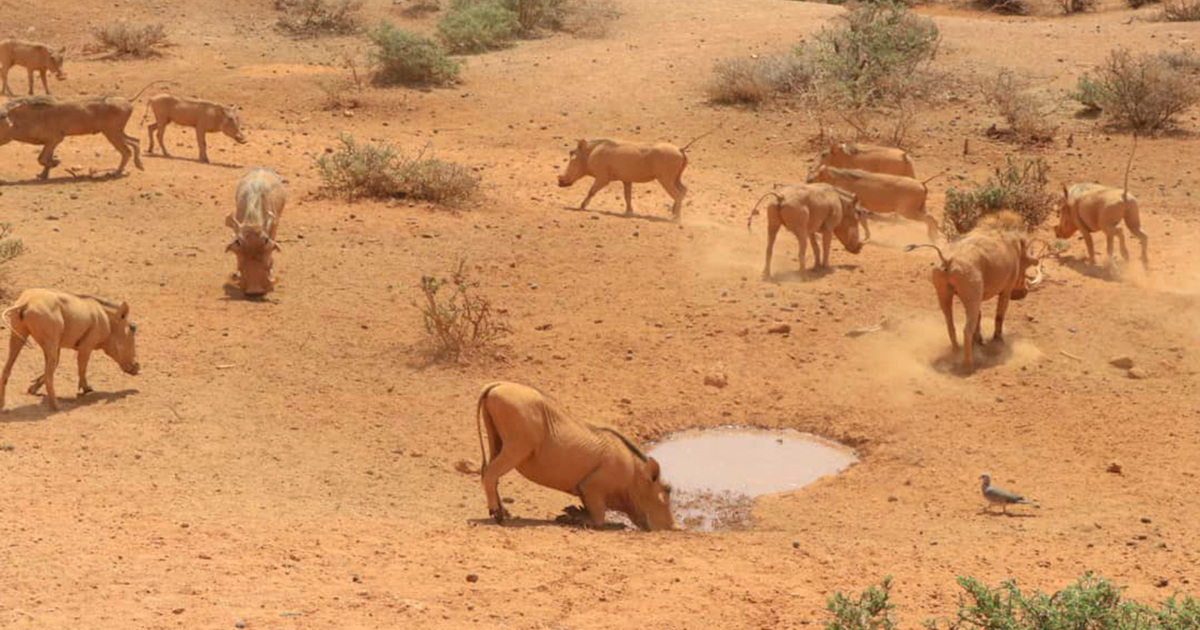 Drought in savanna areas