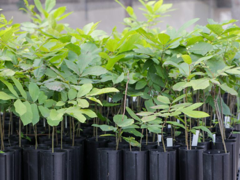 Tree seedlings