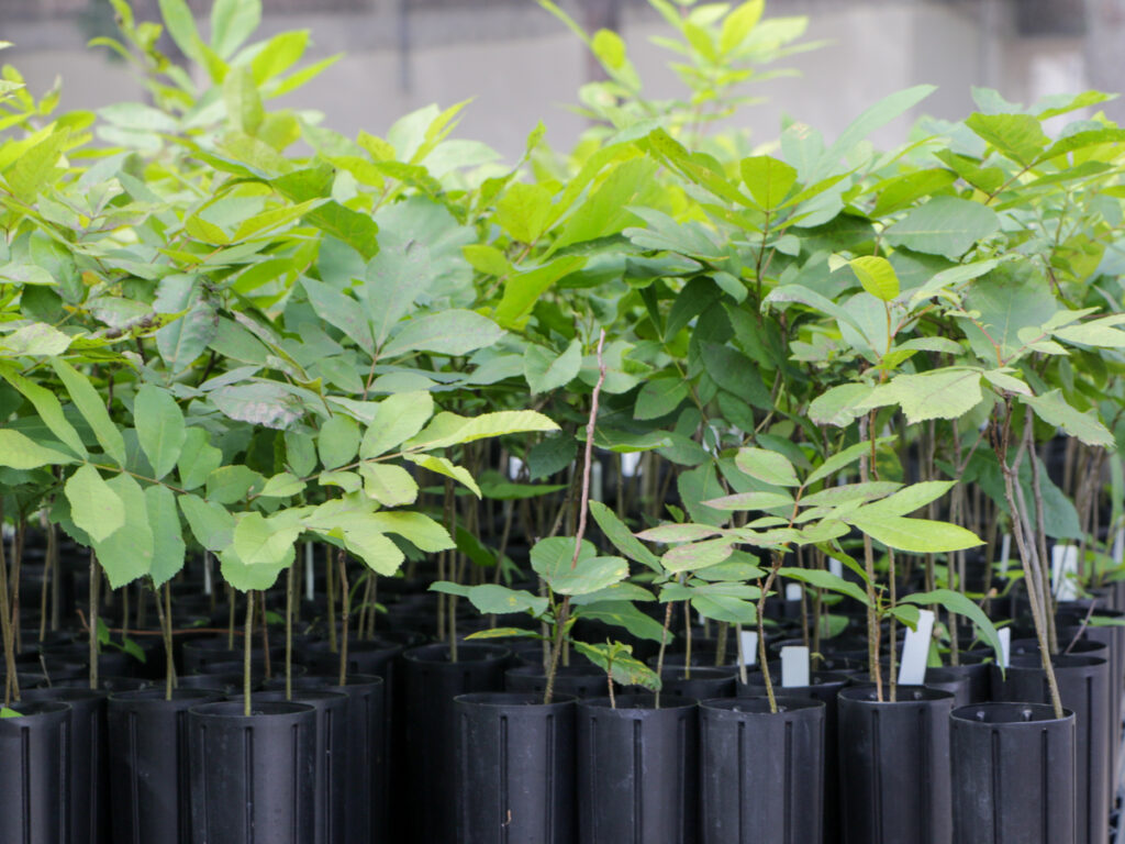 Tree seedlings