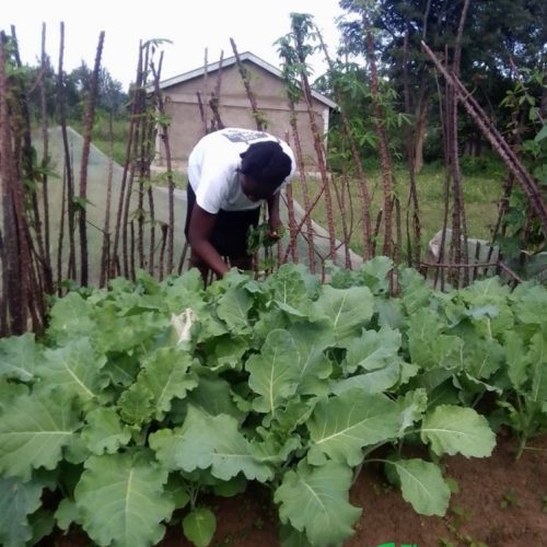Fresh vegetables, grown at home in Rwanda. Photo credit: The Permagardens Foundation