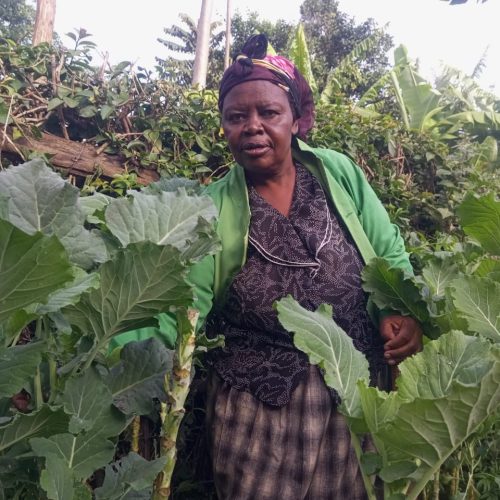 Grace Moraa tends sukuma wiki in her small garden. Once reliant on traditional knowledge to know when to plant or harvest, she is now happy that digital alerts have helped her adapt to climate change  photo /Elizabeth Angira 